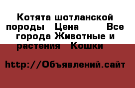 Котята шотланской породы › Цена ­ 40 - Все города Животные и растения » Кошки   